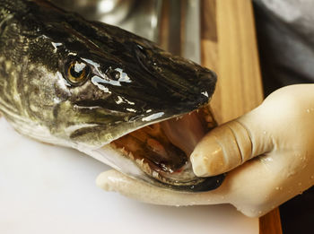 Cropped image of hand checking fish in market