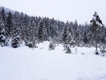 Snow covered trees against sky
