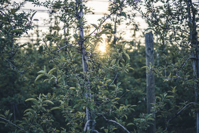 Sunlight streaming through plants against trees