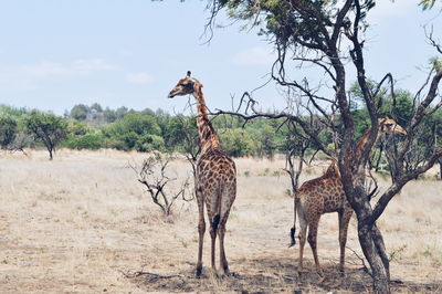 Two giraffes in the wild