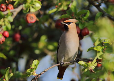 Close-up of bird perching on branch