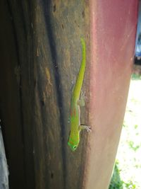 Close-up of green insect on wood