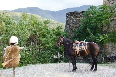 Georgian horse waiting