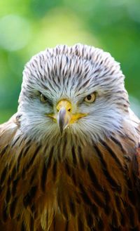 Close-up portrait of eagle