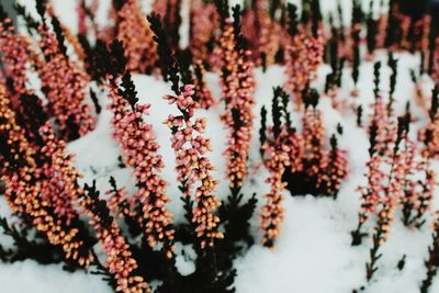 High angle view of flowering plants during winter