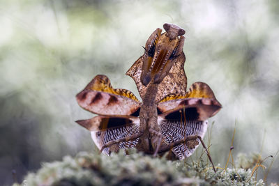 Deroplatys lobata with beautifull pose