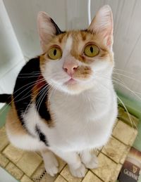 Close-up portrait of a cat