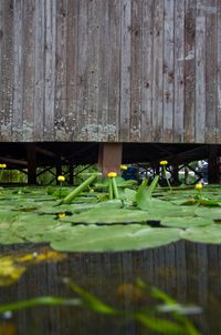 Water lily in lake