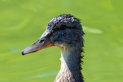 Close-up of bird against blurred background