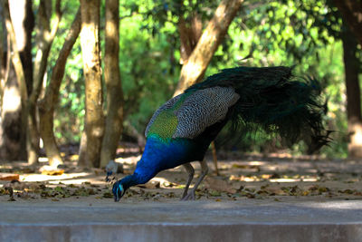 Side view of a peacock