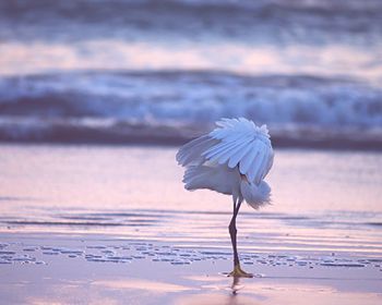 Close-up of bird flying over beach against sky