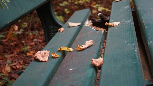 High angle view of wood on metal during autumn