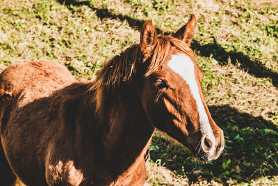 Horse in the field