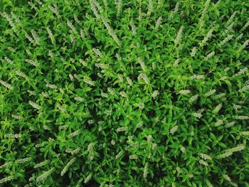 Full frame shot of fresh green plants