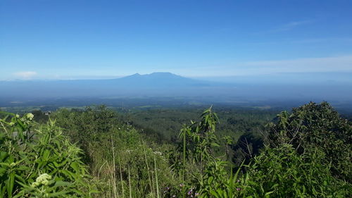 Scenic view of landscape against blue sky