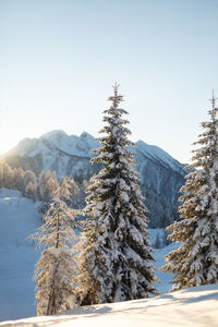 Winter landscape with snowcapped pine trees. austrian alps