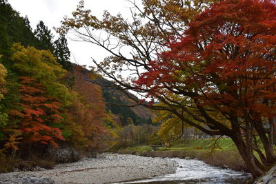 Scenic view of river amidst trees during autumn