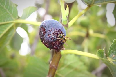 Close-up of strawberry growing on tree