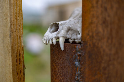 Close-up of dog on wooden post