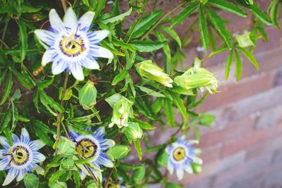 Close-up of flowers blooming outdoors