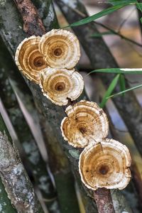 Close-up of snail on wood