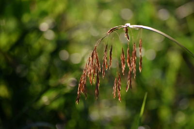 Close-up of plant growing on field