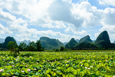 landscape