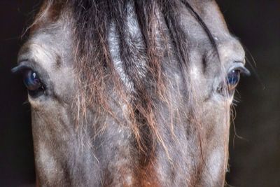 Close-up of horse