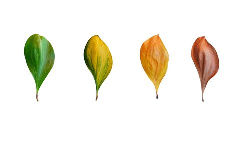 Close-up of yellow tulips against white background