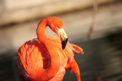 Close-up of orange bird