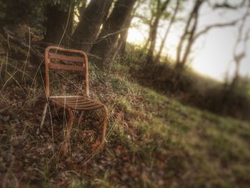 Empty chair against trees