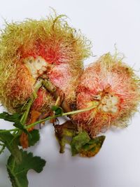 Close-up of fruits in plate against white background