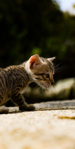 Close-up of a cat