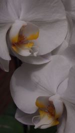 Close-up of white flower