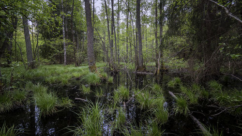 Scenic view of forest