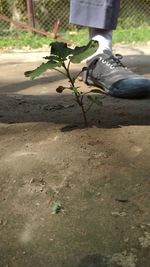 Low section of person with flower on road