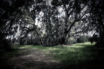 Trees on grassy field