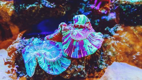 Close-up of jellyfish swimming in sea