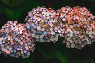 Close-up of berries growing on plant