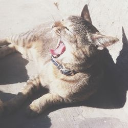 Close-up of cat lying on bed