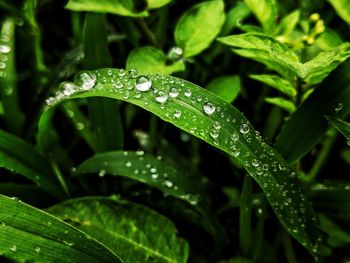 Close-up of wet plant leaves during rainy season