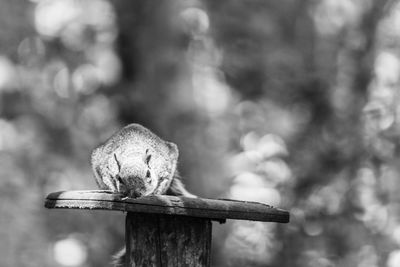 Close-up of squirrel perching on wooden post