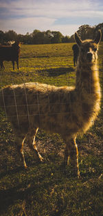 View of horse on field