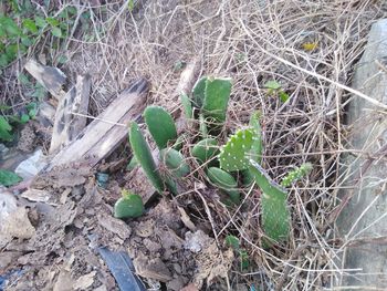 High angle view of plant on field