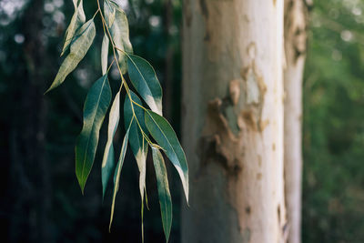 Close-up of fresh green leaves on tree trunk