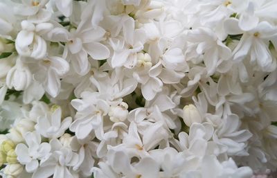 Full frame shot of white flowering plants