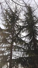 Low angle view of trees against sky
