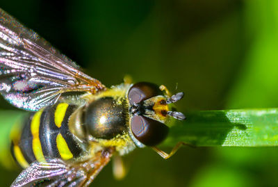 Macro shot of insect pollinating flower