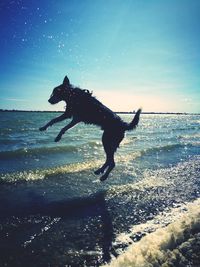 Silhouette dog jumping on beach against sky