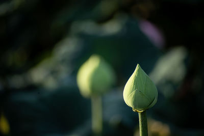 Close-up of lotus bud